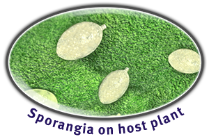 Sporangia on host plant