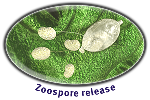 Zoospore release