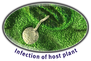 Infection of host plant