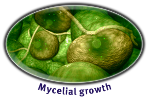 Mycelial growth