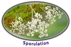 Sporulation