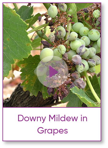 Downy Mildew on Grapes