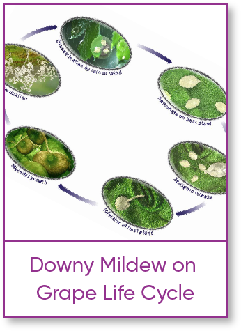 Downy Mildew on Grapes Life Cycle