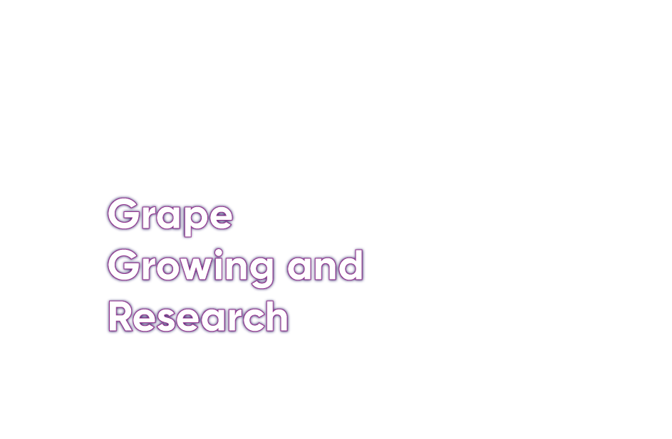 Potato Growing & Research