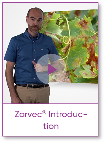 Zorvec Introduction